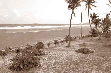 Cormorant, St. Croix