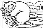 beaver