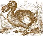 dodo